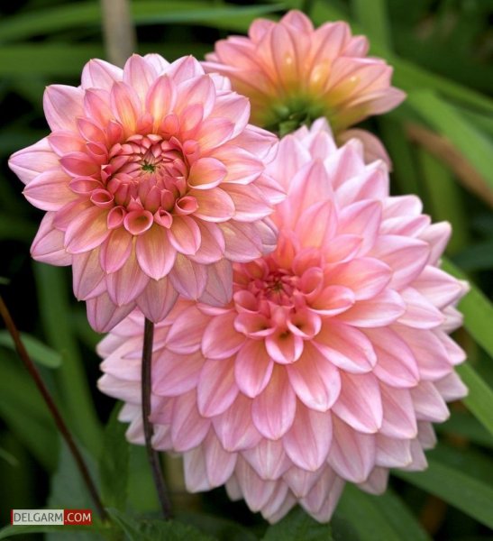  دانلود عکس گل کوکب