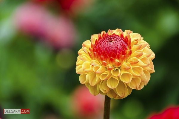  دانلود عکس گل کوکب