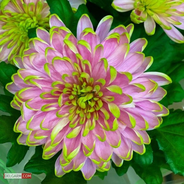  دانلود عکس گل کوکب