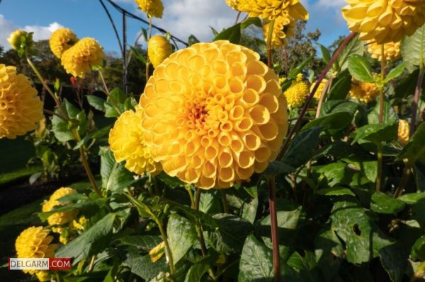  دانلود عکس گل کوکب