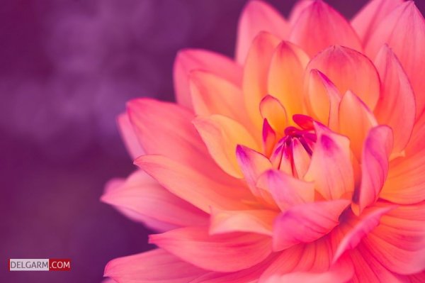  دانلود عکس گل کوکب