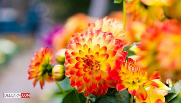  دانلود عکس گل کوکب