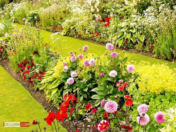  دانلود عکس گل کوکب