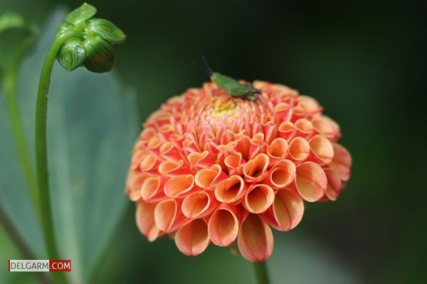  دانلود عکس گل کوکب