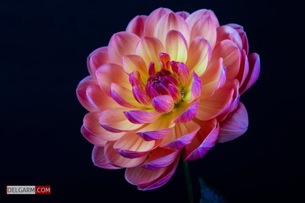  دانلود عکس گل کوکب