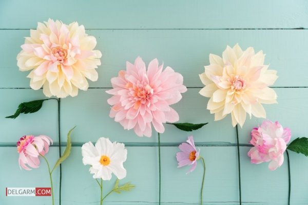  دانلود عکس گل کوکب