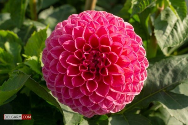  دانلود عکس گل کوکب