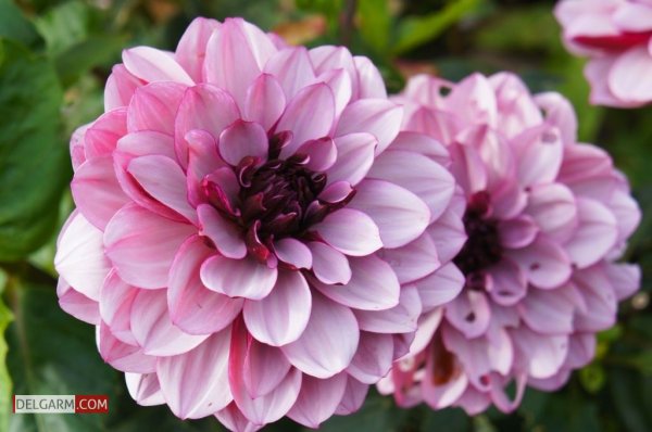  دانلود عکس گل کوکب