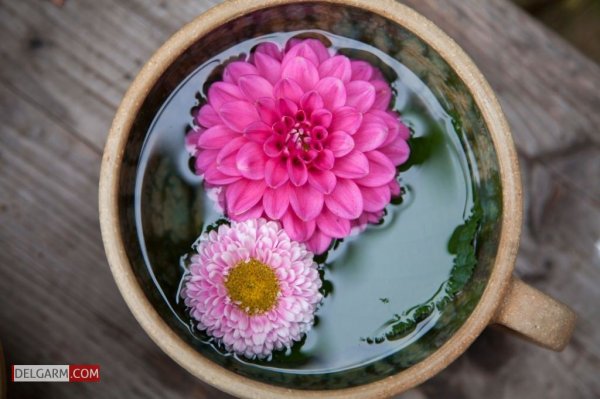  دانلود عکس گل کوکب