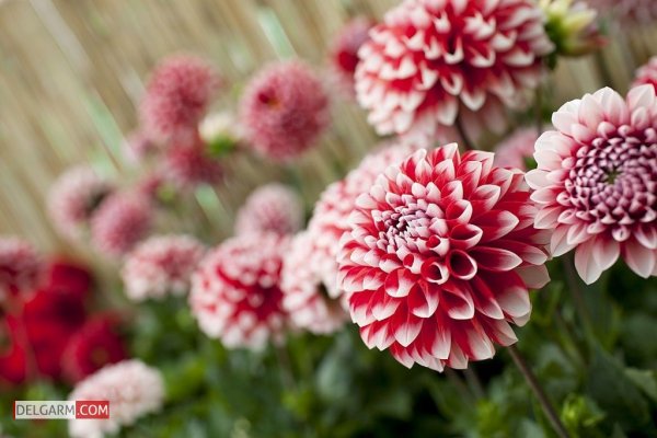  دانلود عکس گل کوکب