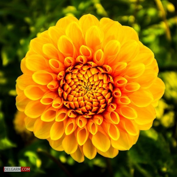  دانلود عکس گل کوکب