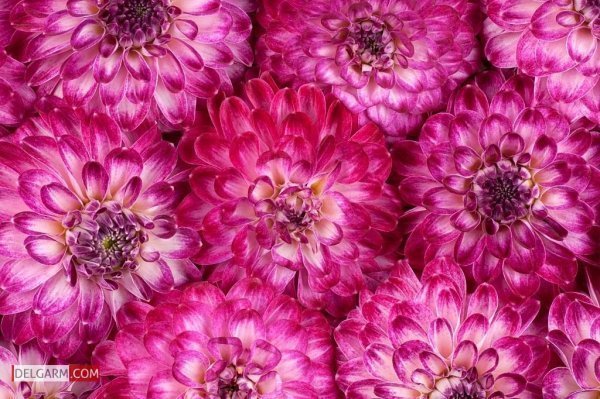  عکس گل کوکب قرمز