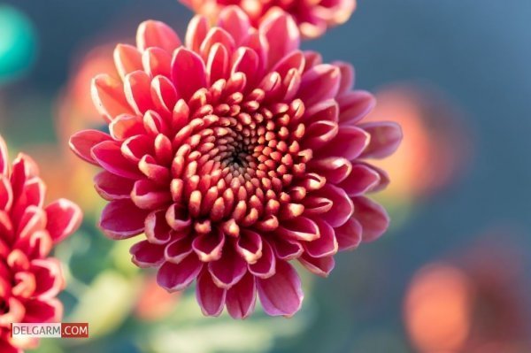  عکس گل کوکب قرمز