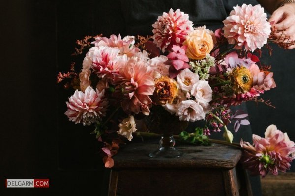  عکس گل کوکب قرمز