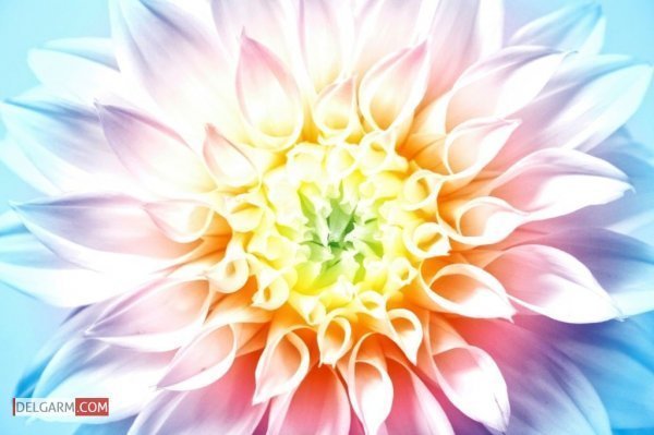  عکس گل کوکب قرمز