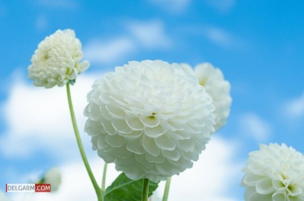  عکس گل کوکب قرمز