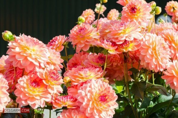  عکس گل کوکب قرمز