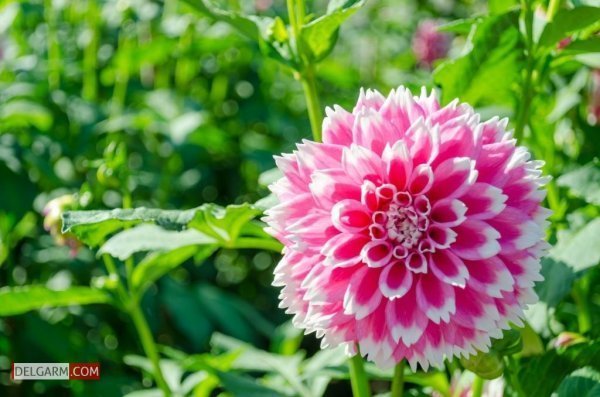  عکس گل کوکب قرمز