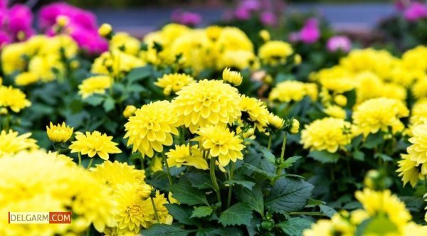  عکس گل کوکب قرمز