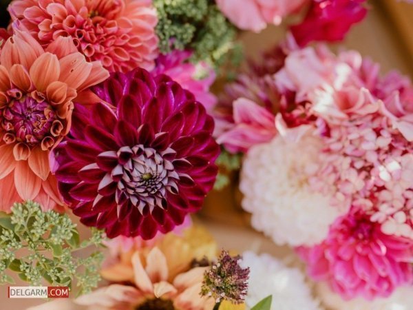  عکس گل کوکب قرمز