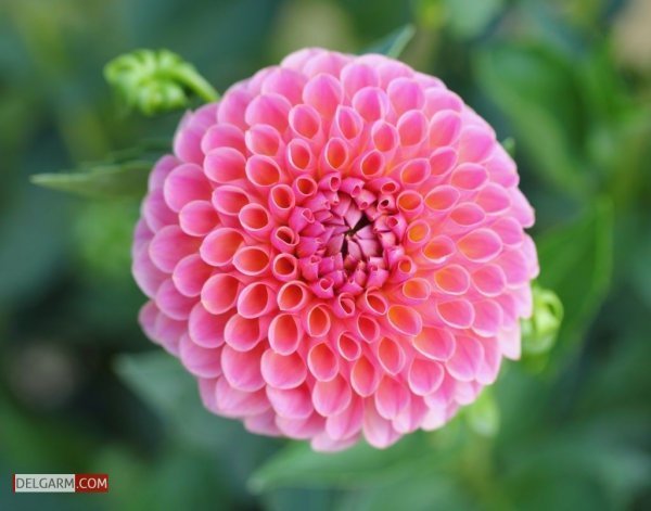  عکس گل کوکب قرمز