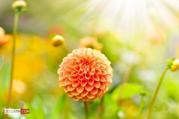  عکس گل کوکب قرمز