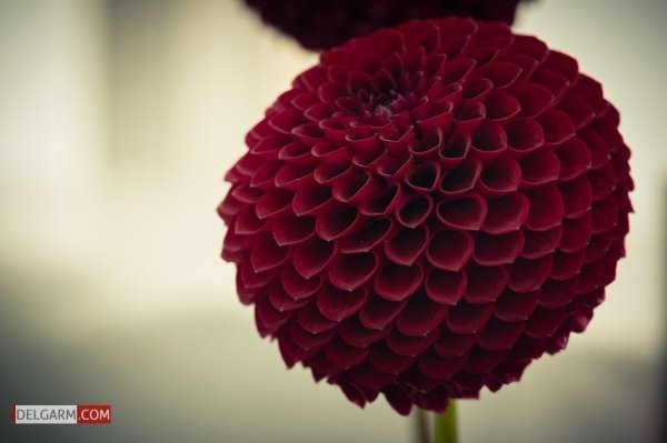  عکس گل کوکب قرمز