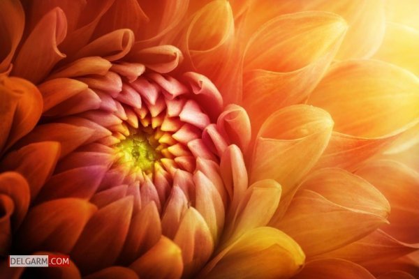  عکس گل کوکب قرمز