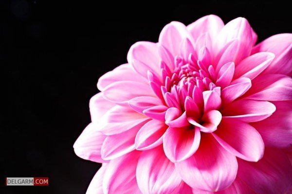  عکس گل کوکب قرمز