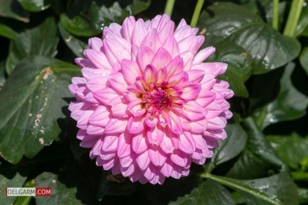  عکس گل کوکب قرمز