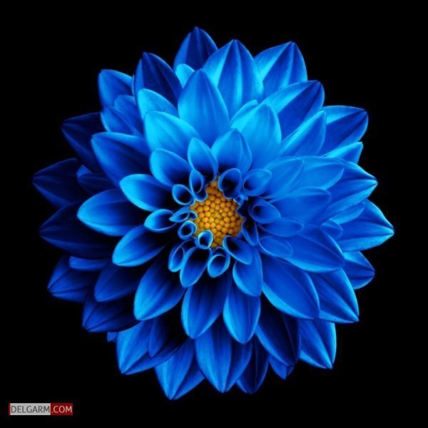  عکس گل کوکب قرمز