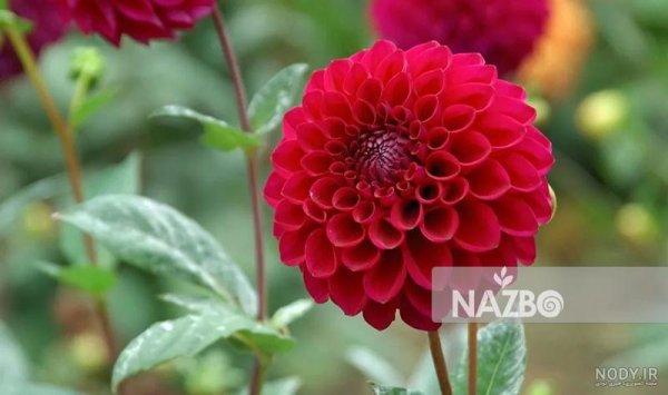  عکس گل کوکب هلندی