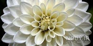  عکس گل کوکب هلندی