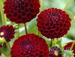  عکس گل کوکب هلندی