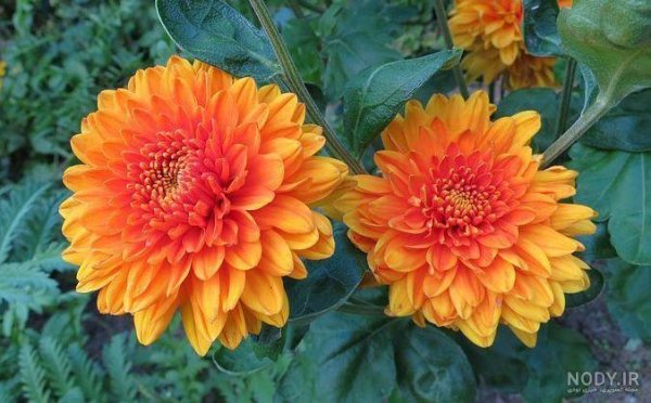  عکس گل کوکب هلندی