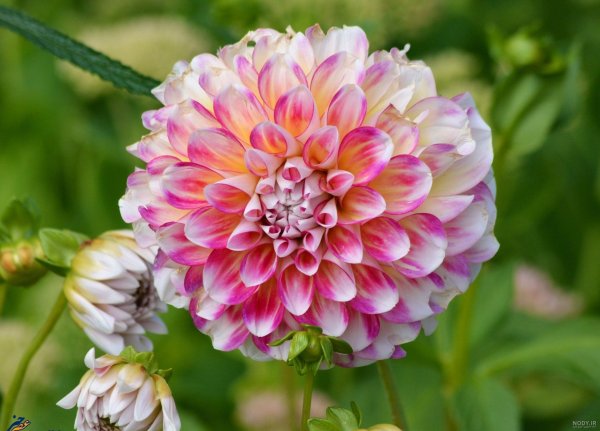  عکس گل کوکب هلندی