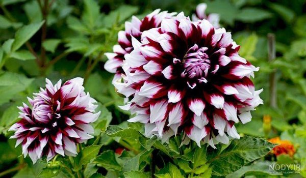  عکس گل کوکب هلندی