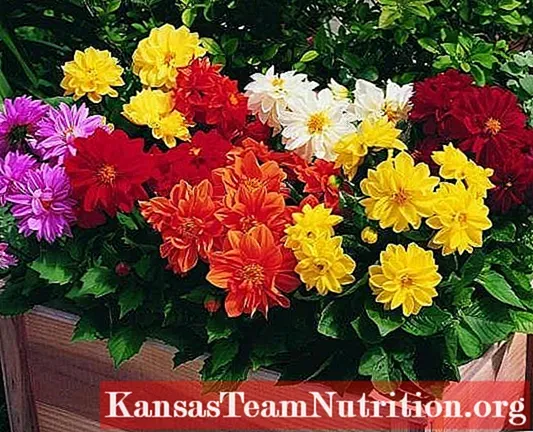  عکس گل کوکب هلندی