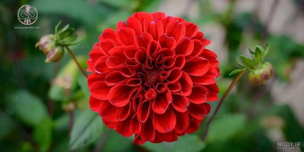  عکس گل کوکب هلندی