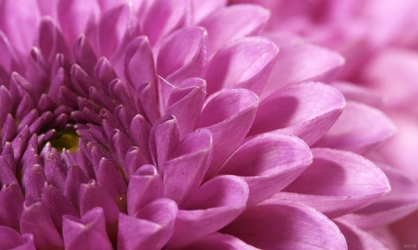  عکس گل کوکب هلندی