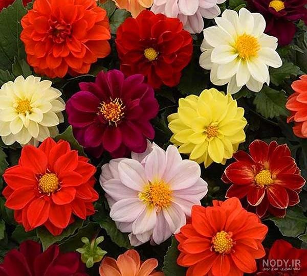  عکس گل کوکب هلندی