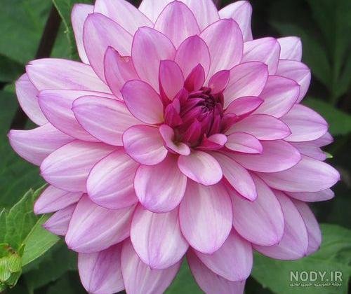  عکس گل کوکب هلندی