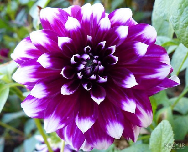  عکس گل کوکب هلندی