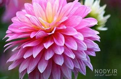  عکس گل کوکب هلندی