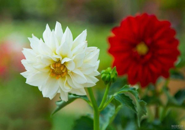  عکس گل کوکب هلندی