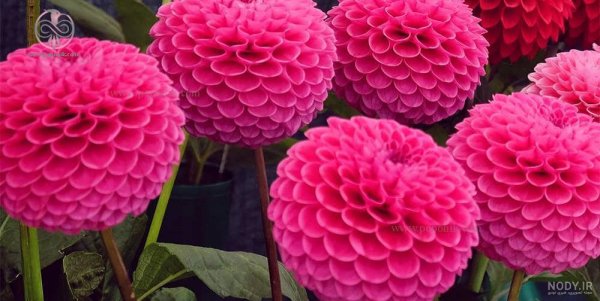  عکس گل کوکب هلندی