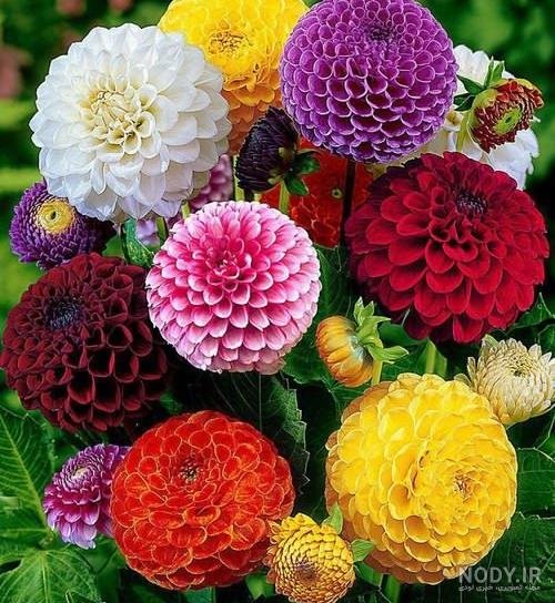  عکس گل کوکب هلندی