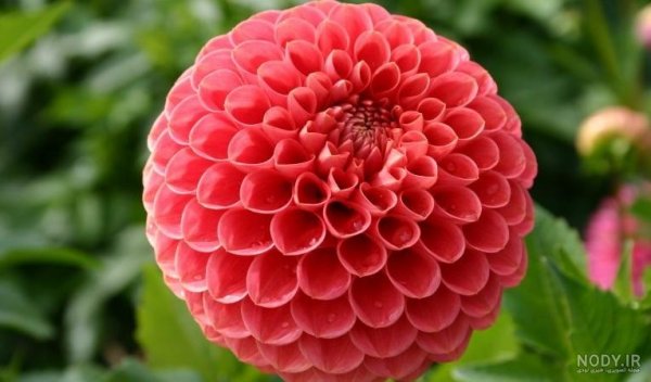  عکس گل کوکب هلندی