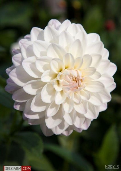  عکس گل کوکب هلندی