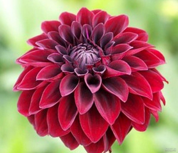  عکس گل کوکب هلندی